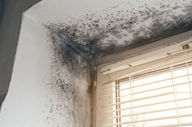 Affordable Mold Removal solutions in Edmonds, WA